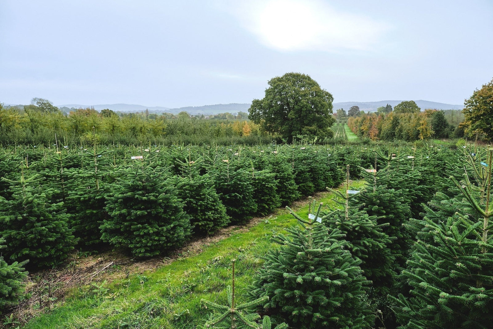 Commitment to a Sustainable Christmas