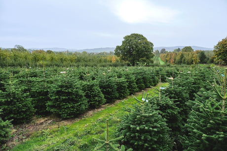 Commitment to a Sustainable Christmas