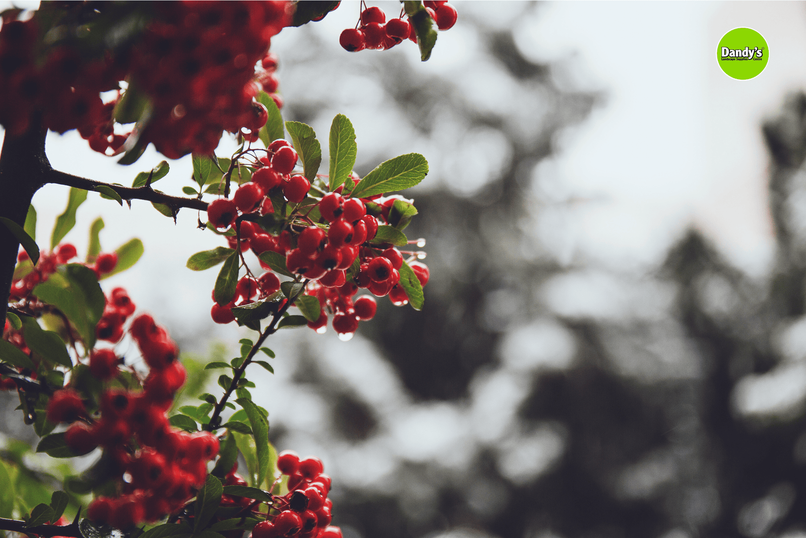 December Gardening: Winter Wonders with Dandy’s - Dandy's Topsoil & Landscape Supplies