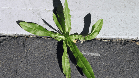 Dandy's Homemade Weed Killer