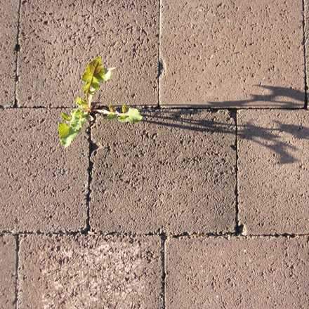 Homemade Patio & Driveway Weedkiller