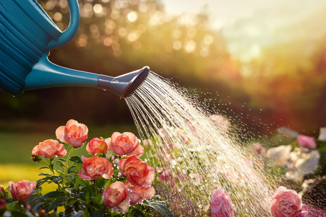 How to Keep Your Garden Alive During a Heatwave and Hosepipe Ban