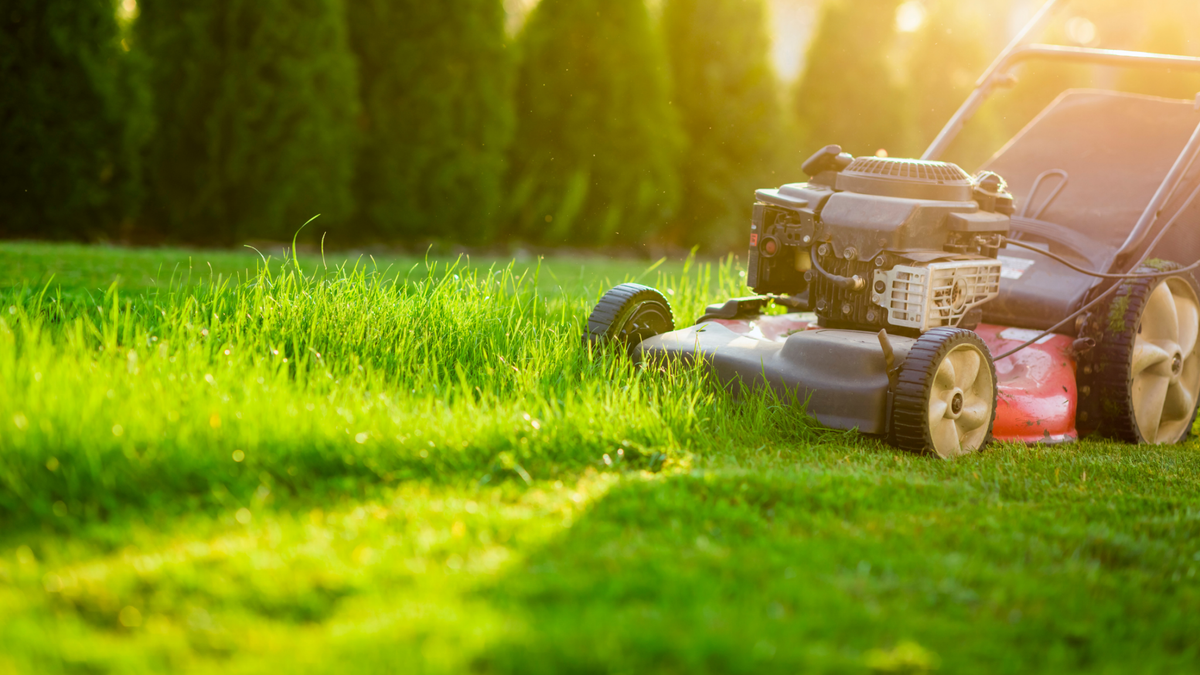 How to Look After Your Lawn During a Heatwave - Dandy's