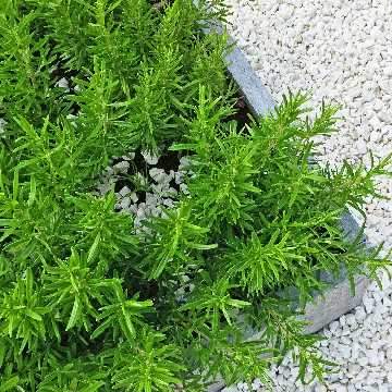 How to Make a Herb Garden - Dandy's Topsoil & Landscape Supplies