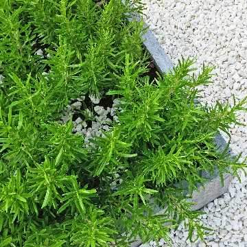 How to Make a Herb Garden