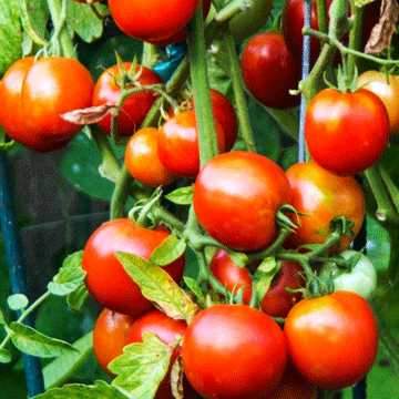 Kitchen Gardener - Summery Gazpacho