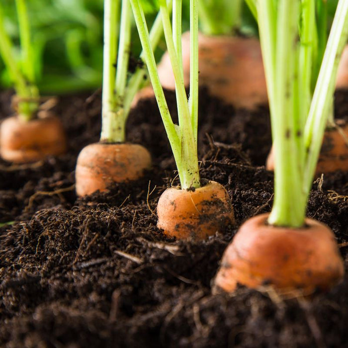 Lawn & Garden Month - The Vegetable Guide