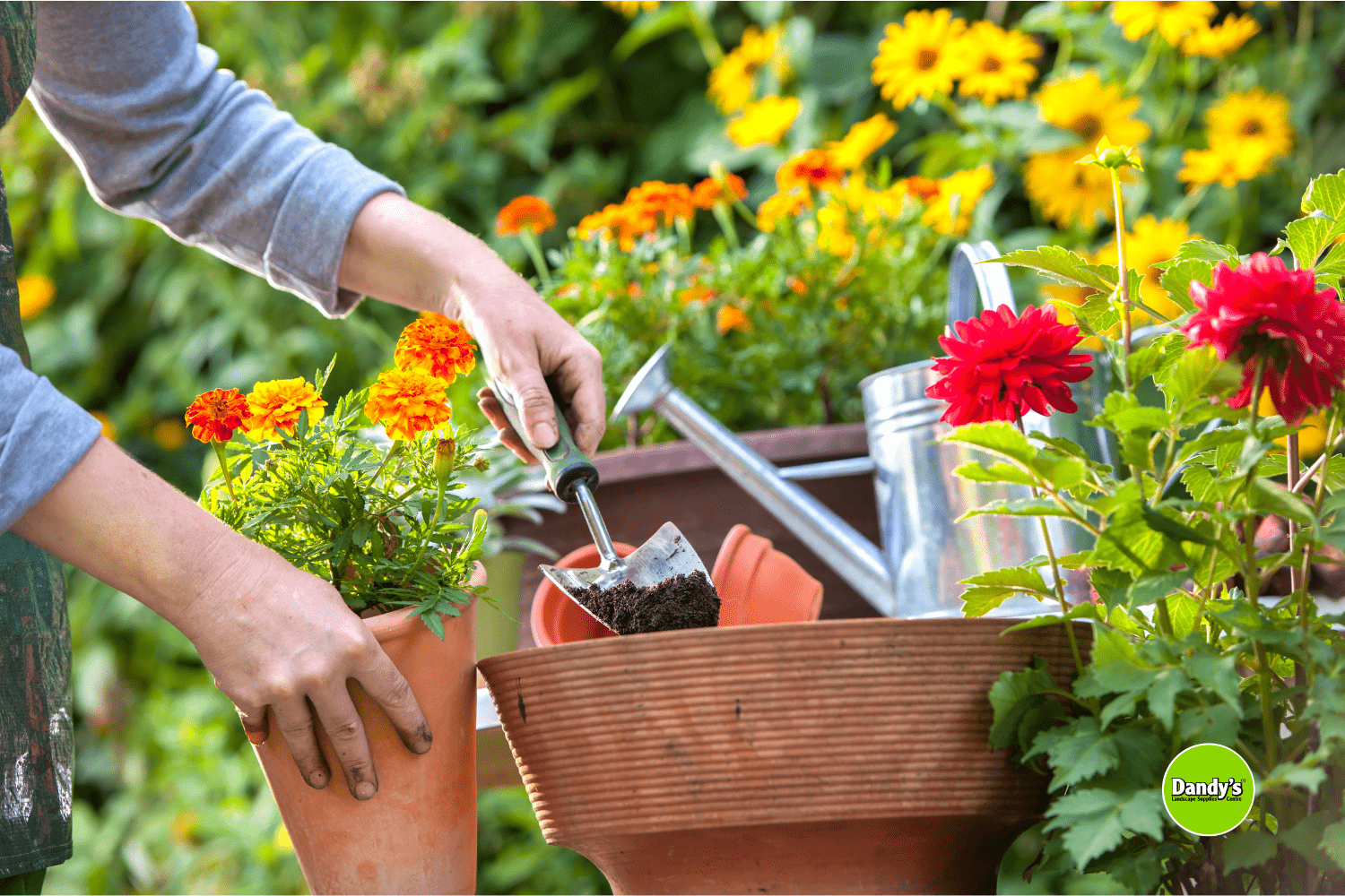 March Gardening - Dandy's Topsoil & Landscape Supplies