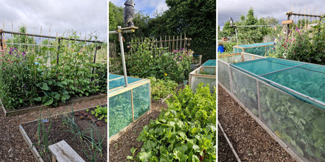 National Allotment Week 2026