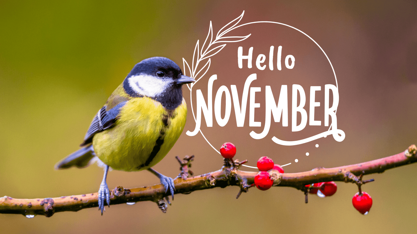 November Garden Tips: Winter Gardening & Lawn Care Guide