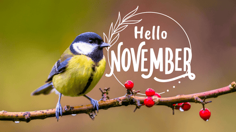 November Garden Tips: Winter Gardening & Lawn Care Guide