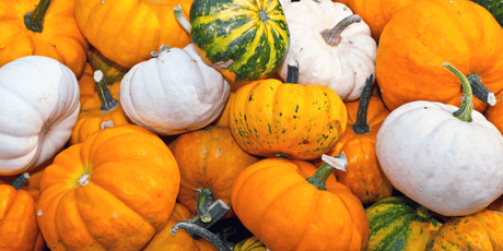 How to Grow Your Own Pumpkins - Dandy's Topsoil & Landscape Supplies