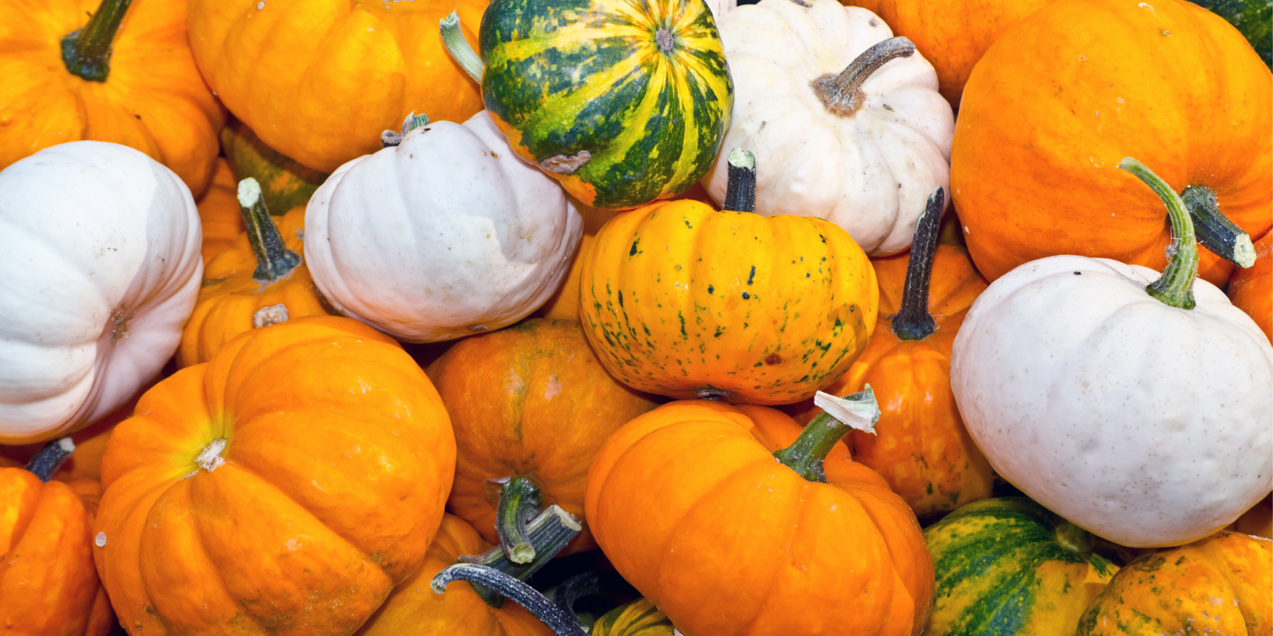 How to Grow Your Own Pumpkins