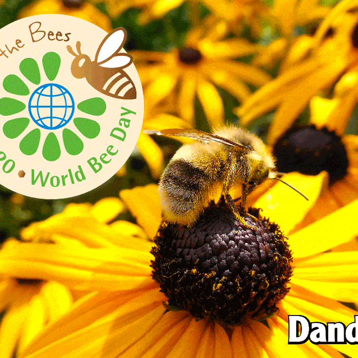 Save the Bees! World Bee Day May 20th 2018