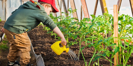 The Dandy Year of Growing - Dandy's Topsoil & Landscape Supplies