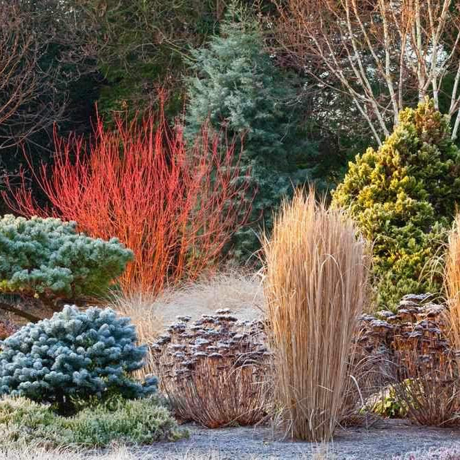 Winter Gardening...