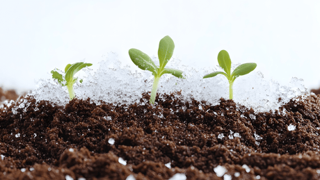 Winter soil care by Dandy's