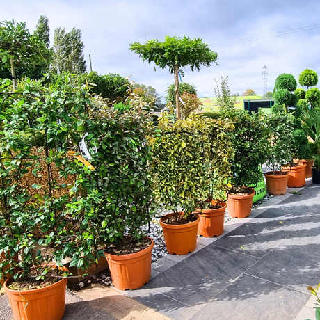 Dandy's Plants, Trees and Hedges