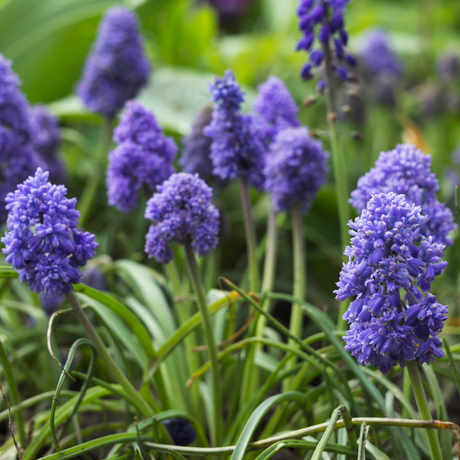 Seeds and Bulbs - Dandy's Topsoil & Landscape Supplies