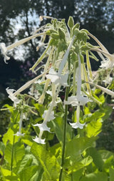 Nicotiana White Trumpets