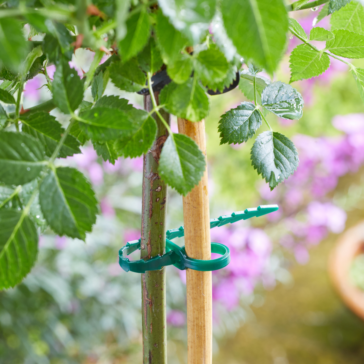 18cm AdjustaTies 50 Pack, Adjustable Plant Ties with Locking Design for Secure Support - Dandys Landscape Supplies