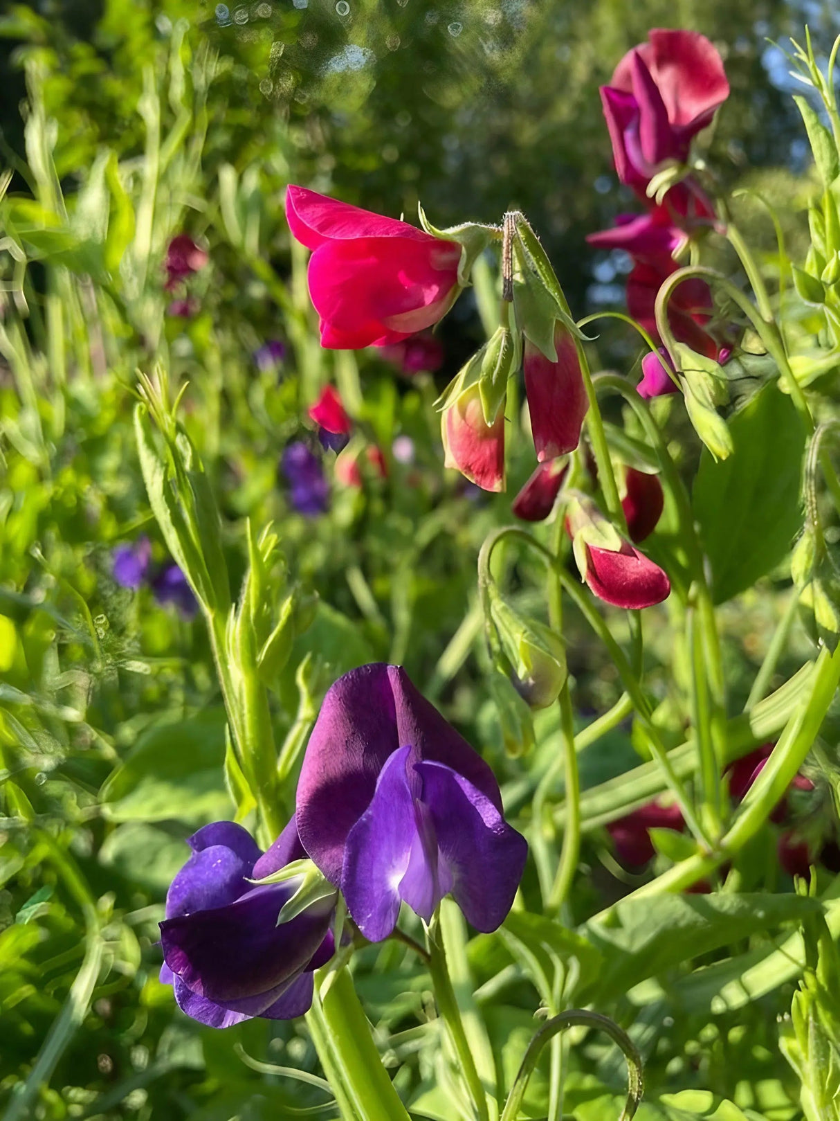 Sweet Pea Old Spice Starry Night