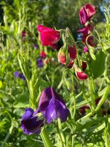 Sweet Pea Old Spice Starry Night