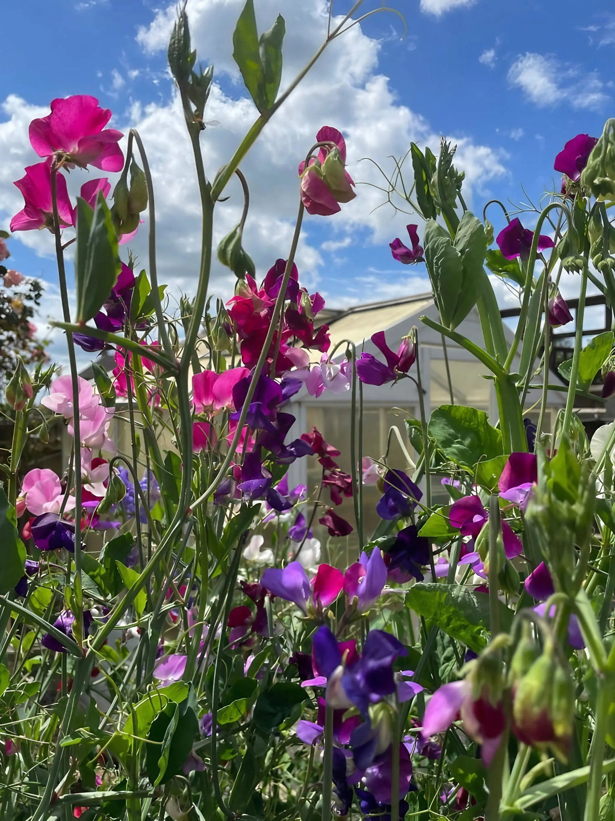 Sweet Pea Bishy Barnabee Mix