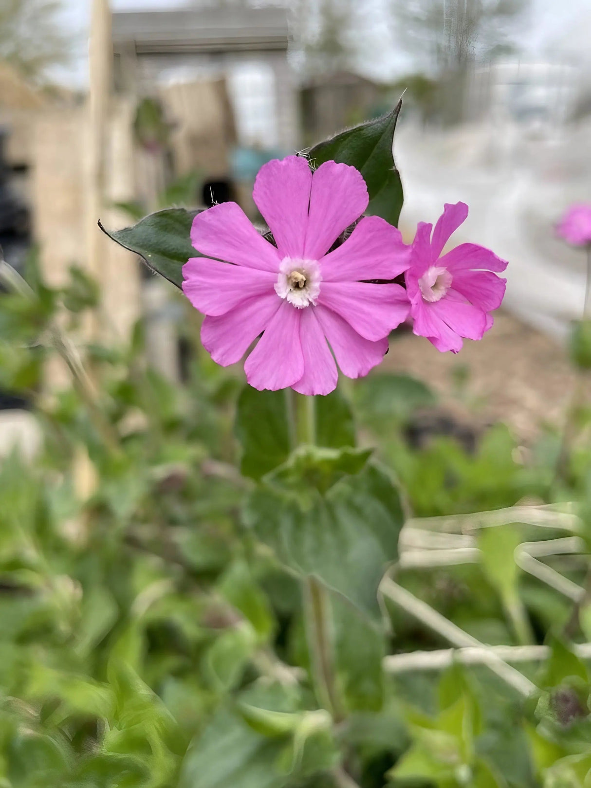 Red Campion