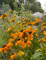 Rudbeckia Marmalade