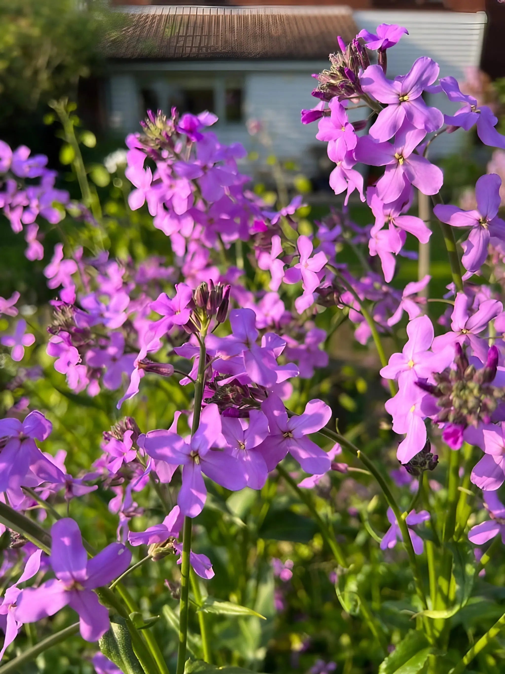 Hesperis Purple (Sweet Rocket) – Dandy's Topsoil & Landscape Supplies