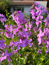 Hesperis Purple (Sweet Rocket)