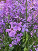 Hesperis Purple (Sweet Rocket)
