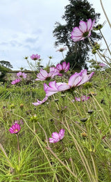 Cosmos Fizzy Rose