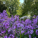 Hesperis Purple (Sweet Rocket)