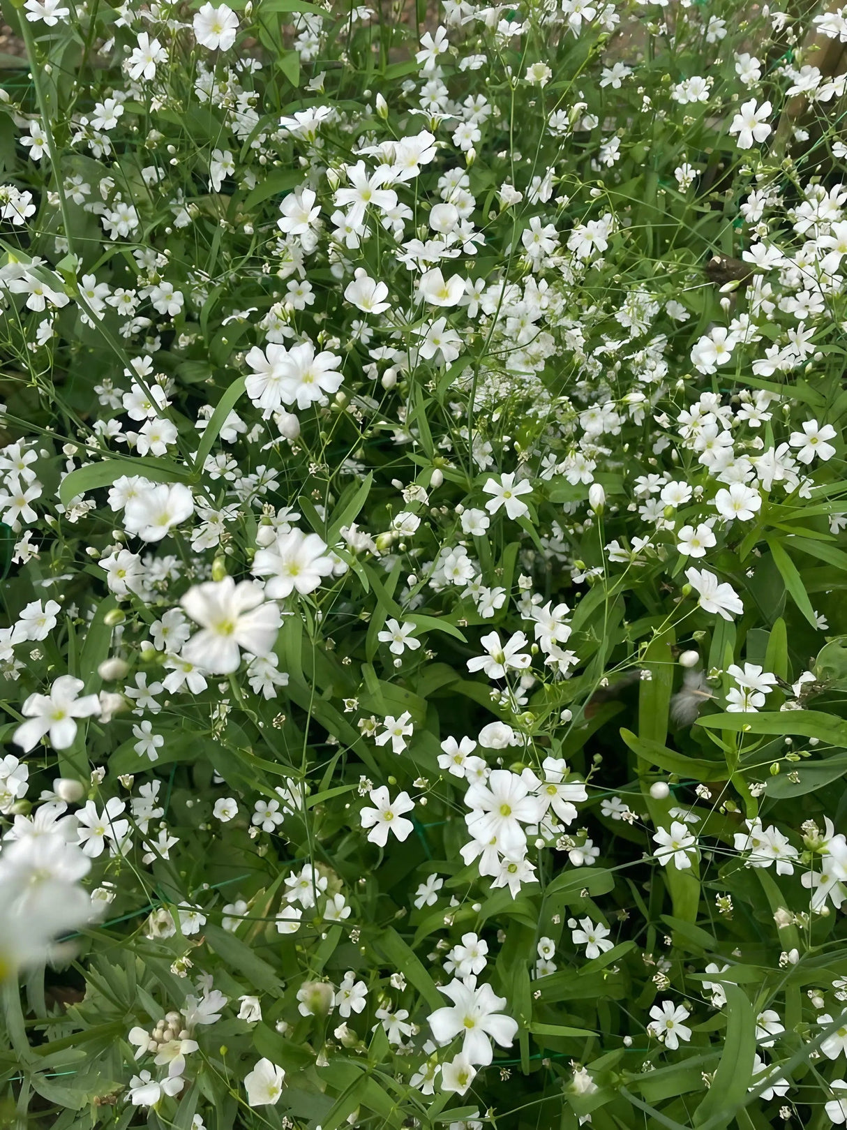 Gypsophila Covent Garden