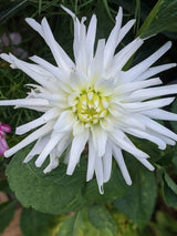 Dahlia Cactus Mixed