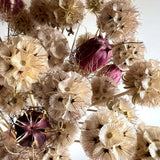 Scabiosa 'Drumstick'