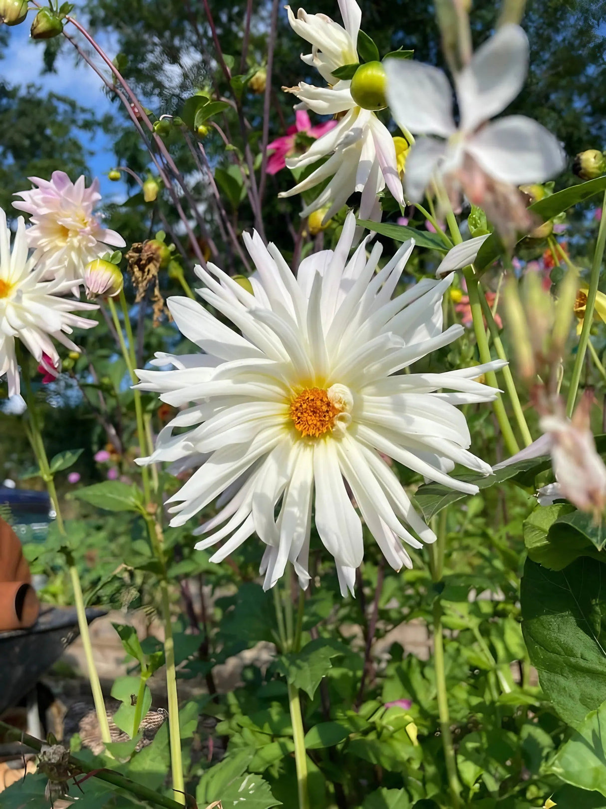 Dahlia Cactus Mixed