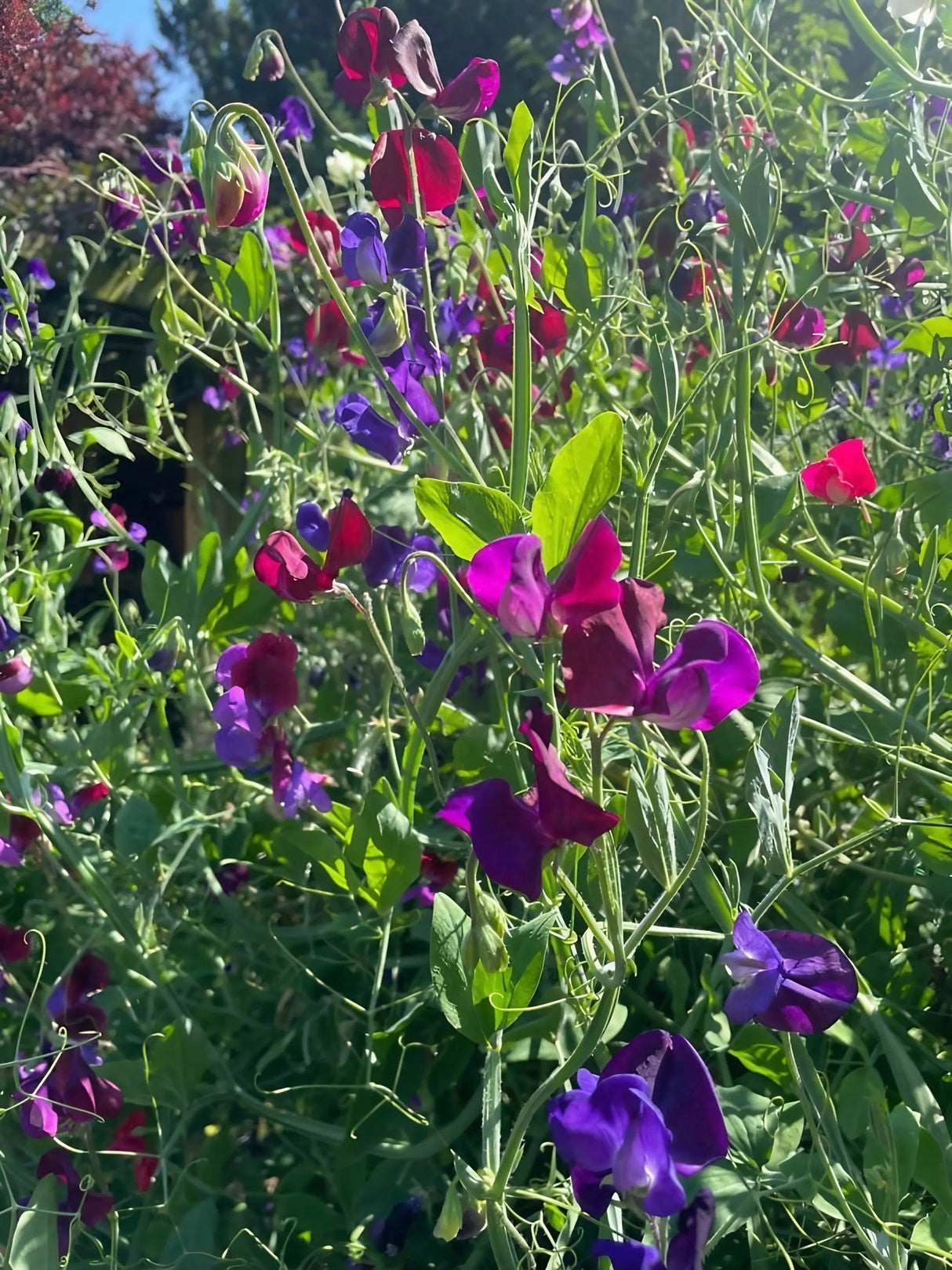 Sweet Pea Old Spice Starry Night