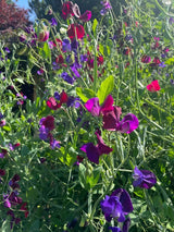Sweet Pea Old Spice Starry Night