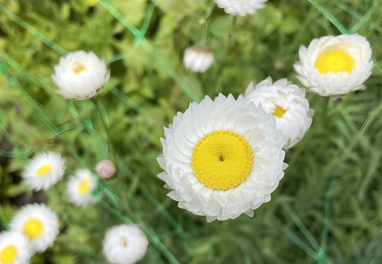 Strawflower Helipterum Roseum Mixed