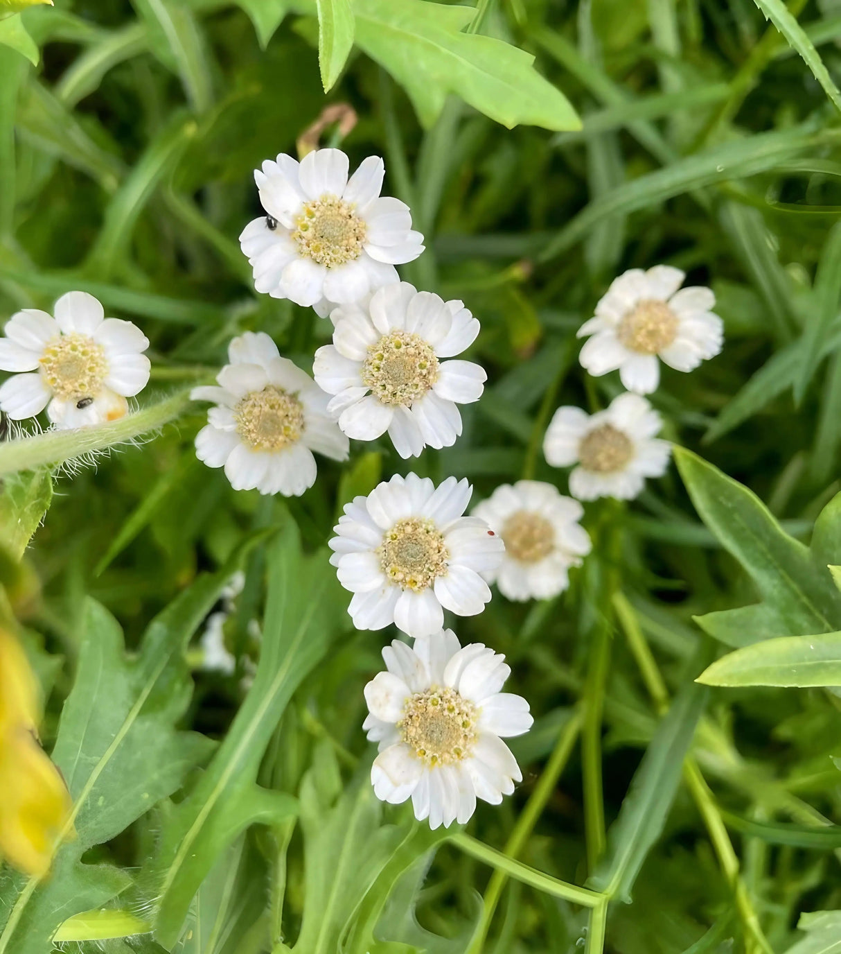 Achillea Ballerina
