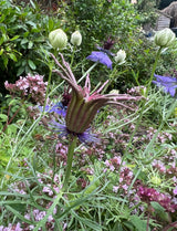 Nigella hispanica