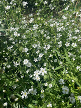 Gypsophila Covent Garden