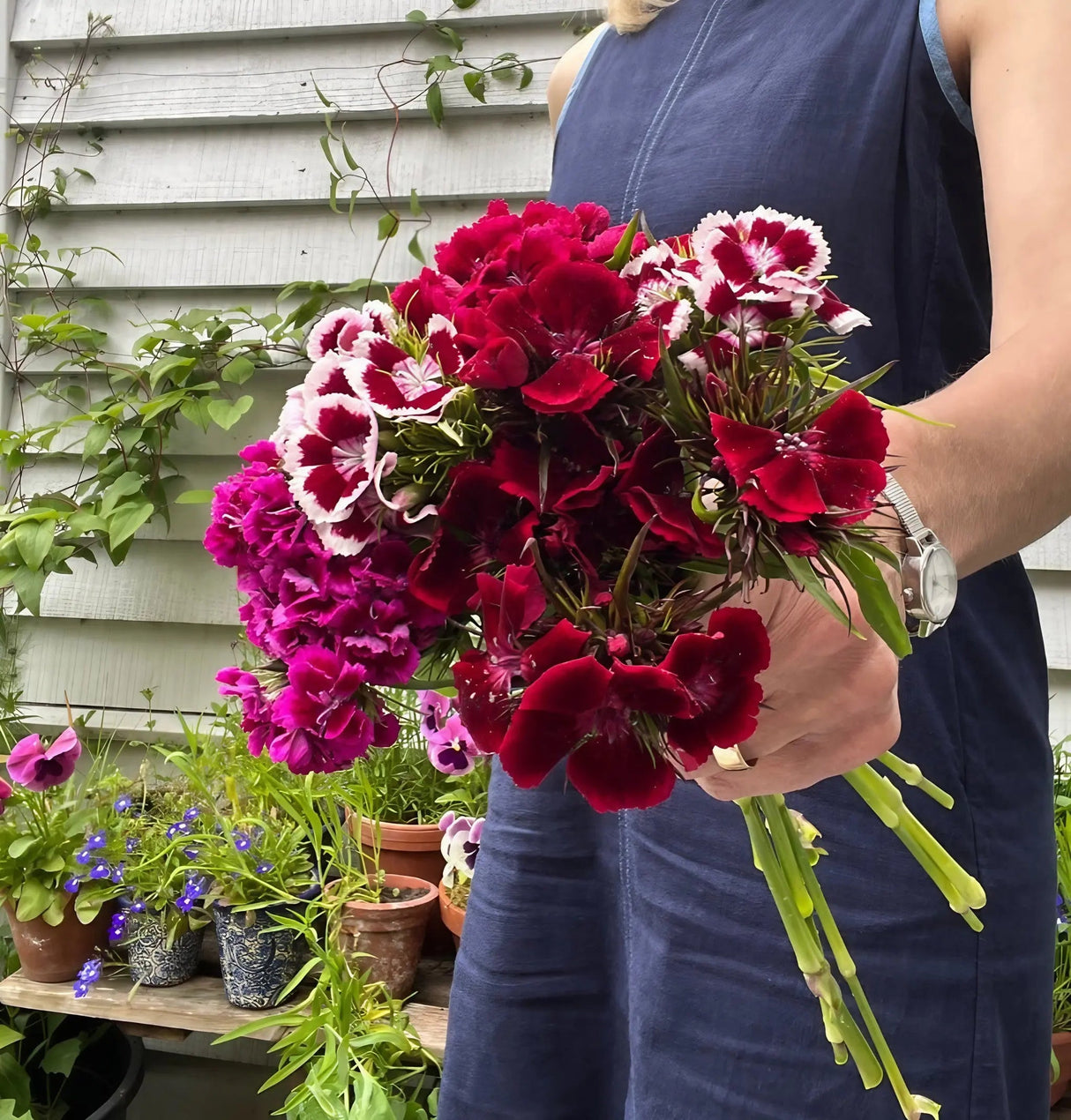 Sweet William Indian Carpet Mixed