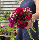 Sweet William Indian Carpet Mixed
