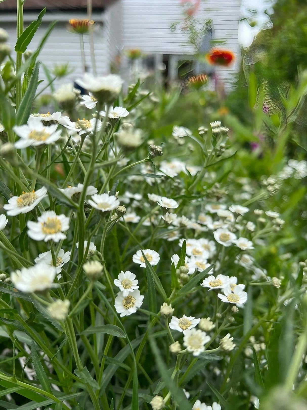Achillea Ballerina
