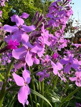 Hesperis Purple (Sweet Rocket)