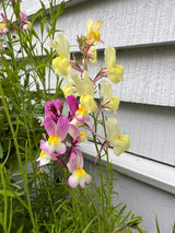 Linaria Fairy Bouquet Mix